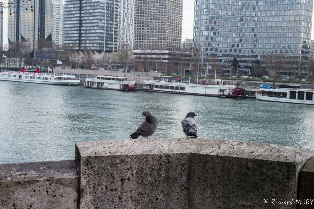 Paris 2016 pigeons
